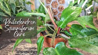 Download Lagu Philodendron Squamiferum Care And Repot | MOSS POLE ADDED MP3
