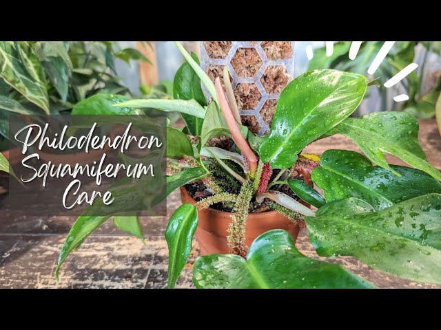 eat plants bratensauce Veggie Pasta Sauce – Eat Daylight main image 0