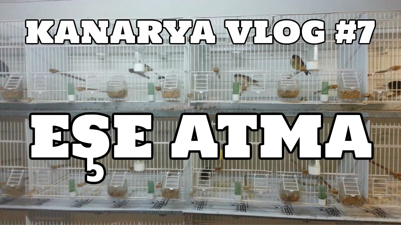 Hobihanem - Kanarya Vlog #7 (Eşe Atma) [14.03.2017]