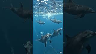 Using underwater sonic technology to relocate a stranded dolphin pod to open ocean