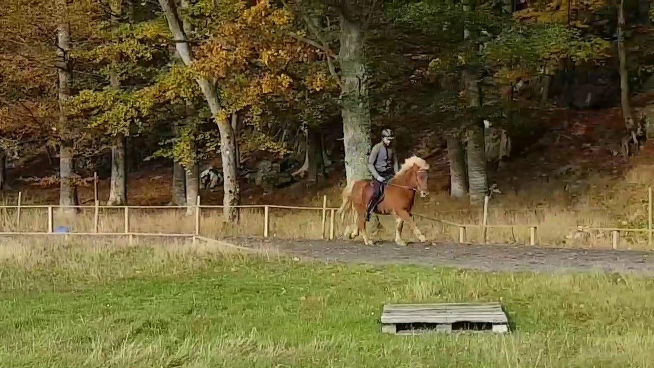 Ganti från Norrbacken i galopp