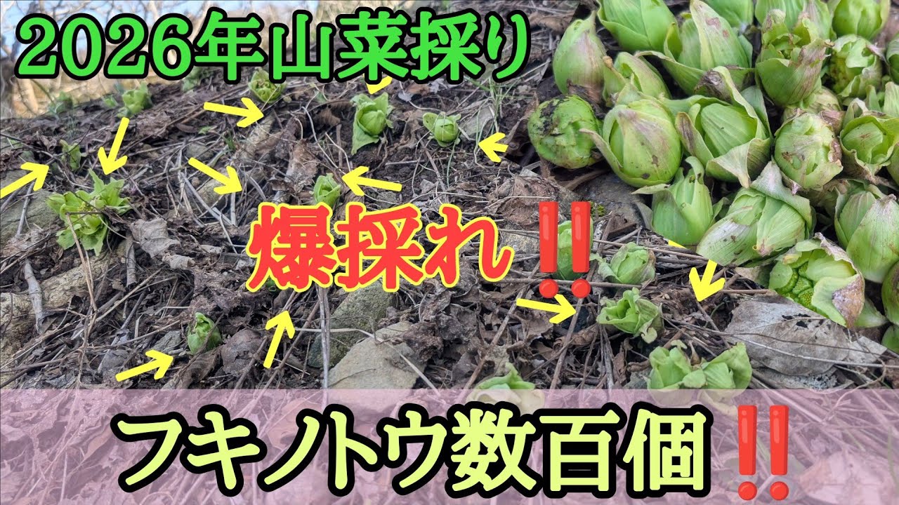 Wild Vegetable Harvesting] A huge harvest! Hundreds of butterbur