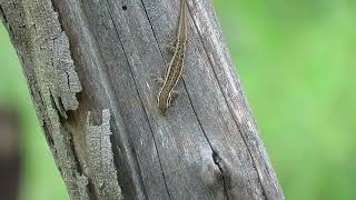 Common dwarf gecko (Lygodactylus capensis) feeding on termites
