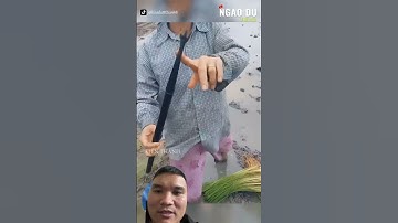 Cách cấy lúa ở Myanmar #funny