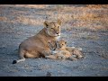Baby Lions eating and drinking