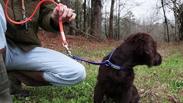 Boykin Spaniel Training 004 (Starting Heel Work)