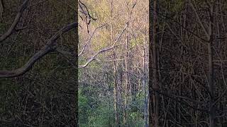 The Eastern Phoebes' Return To The Driftless Area Of Wisconsin!