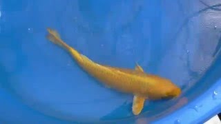 山吹黄金　2014.03.12撮影　koibest.com　-京阪錦鯉センター-