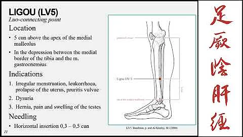 UJ online lectures:15 The Liver Meridian of the fo...