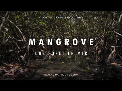 MANGROVE, UNE FORÊT EN MER (Documentaire)