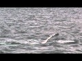 Whales playing in Juneau, AK