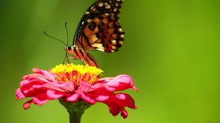 Butterfly stock footage | Non copyright footage from pixabay