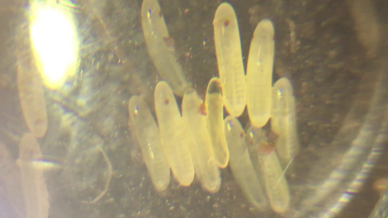 Шум и его влияние на животный мир