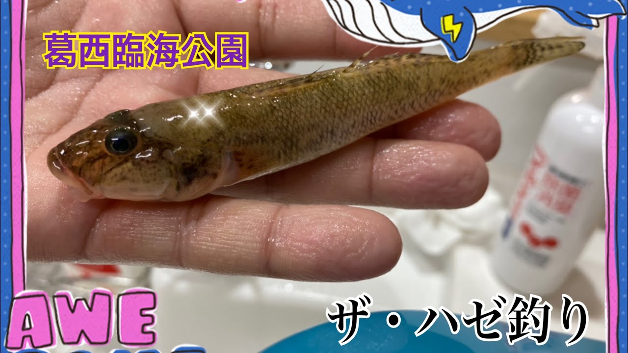 葛西臨海公園 年9月 子供とハゼ釣りで親父の面目丸潰れ 息子が親父のよりデカいチ チ を Youtube 葛西臨海公園 年9月 子供とハゼ釣りで親父の面目丸潰れ 息子が親父のよりデカいチ チ を Youtube