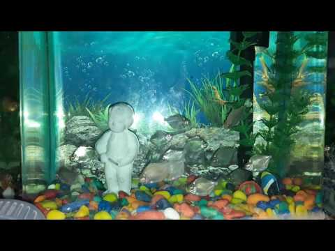 How to care silver dollar fish ? Silver Dollar Fish Care ||