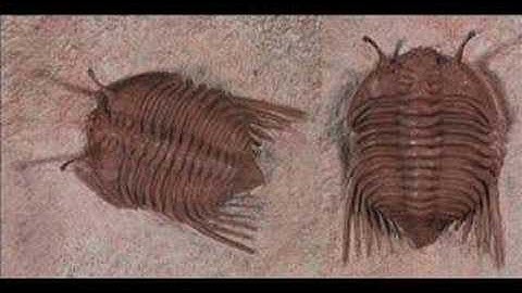 There are no transitional fossils