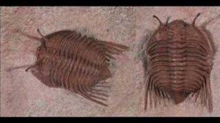 There are no transitional fossils