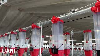 Soluzioni Per Lalimentazione Dei Suini Danit