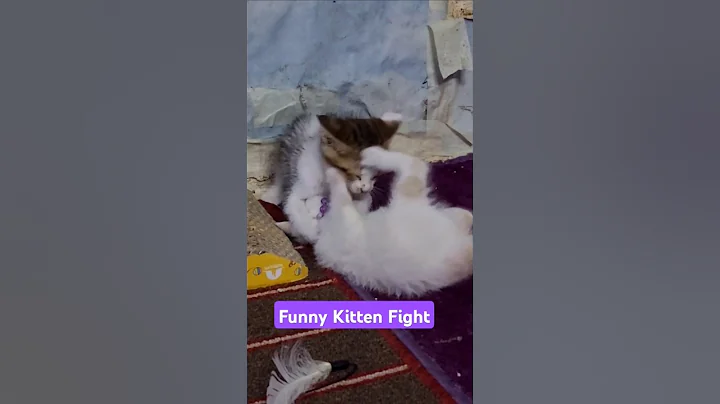 Watch the video about Funny Kitten Fight || Funny Cat Fight || 😂😂