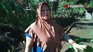 Review Sayuran Lompong Bikin S3R3T Ng4Nu...??? Atau Keladi Putih Sri Dasriah 77