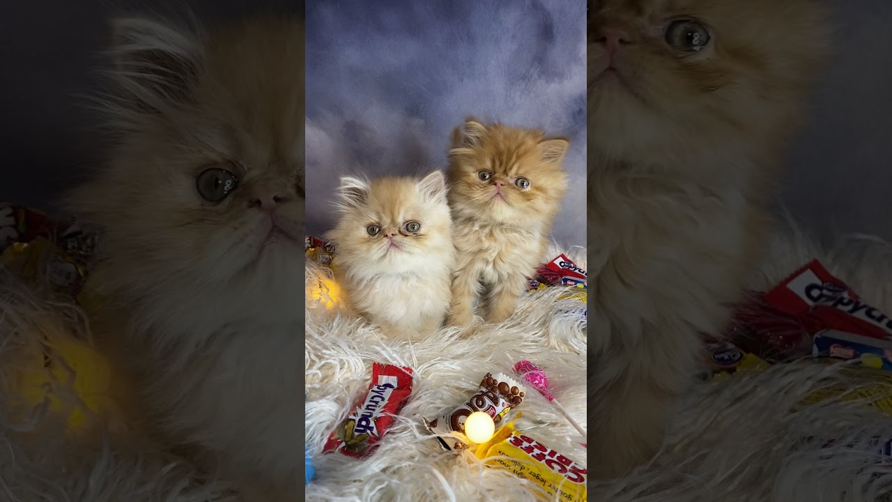 Gorgeous Quality Breed Flat Face Persian Kittens - Garfield and Popcorn