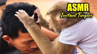 Monkey ASMR | INSTANT SLEEP with Super Tingly Scalp Grooming (No Talking)