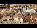 Kala maweshi mandi peshawar new update 752024 eid ul azha bulls price 2024  khyber social tv
