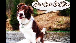 ПОРОДА СОБАК БОРДЕР-КОЛЛИ | Baron the Border Collie ПОРОДА СОБАК БОРДЕР-КОЛЛИ | Baron the Border Collie