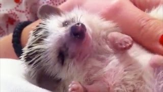 African Pygmy Hedgehog Loves to Cuddle