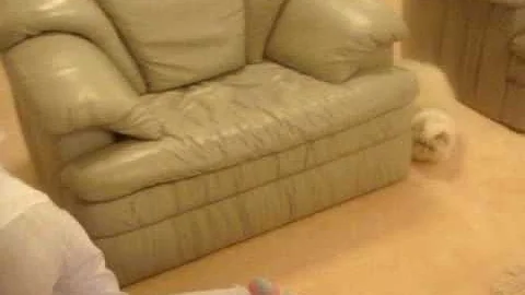 Watch the video about Himalayan Kitten playing Hide and Seek