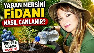 Yaban Mersini Yetiştiriciliği Fidanı Nasıl Canlanır? Toprak ve Sulama Teknikleri