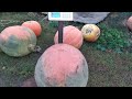 Как заказать семена тыквы