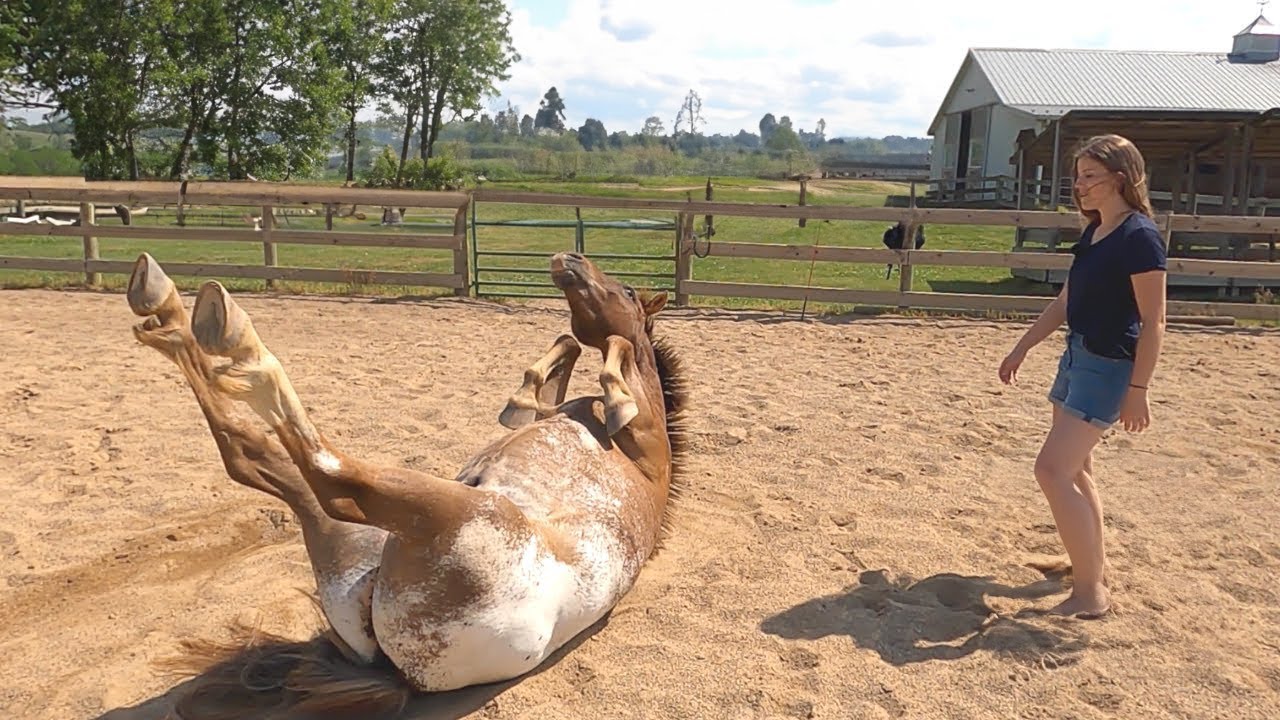 The moments when horses surprise you with their intelligence