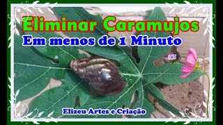 Como Eliminar Caramujos dos Quintais e Hortas