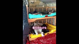 トラック運転手と旅する猫たち 🐱🚛