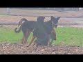 Stray dogs playing roadside shortvideo shorts video @margaretchiew