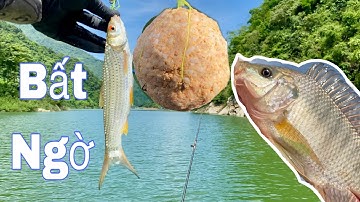 Cách Làm Mồi Câu Lăng Xê Hiệu Quả Và Đơn Giản Nhất | Câu Lăng Xê Sông Tự Nhiên | Hạnh Fishing