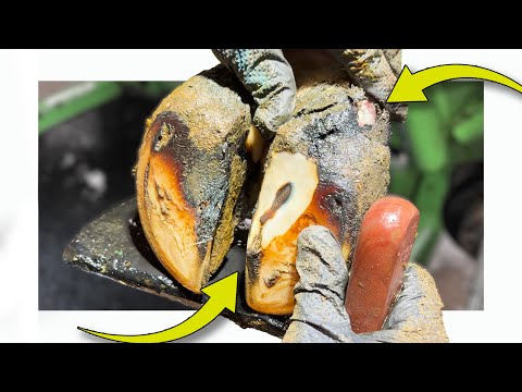 there's a HUGE CHUNK sticking out of her heel ... and don't even mention the DRIBBLE!