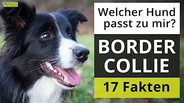 Ist ein Border Collie ein Schäferhund?