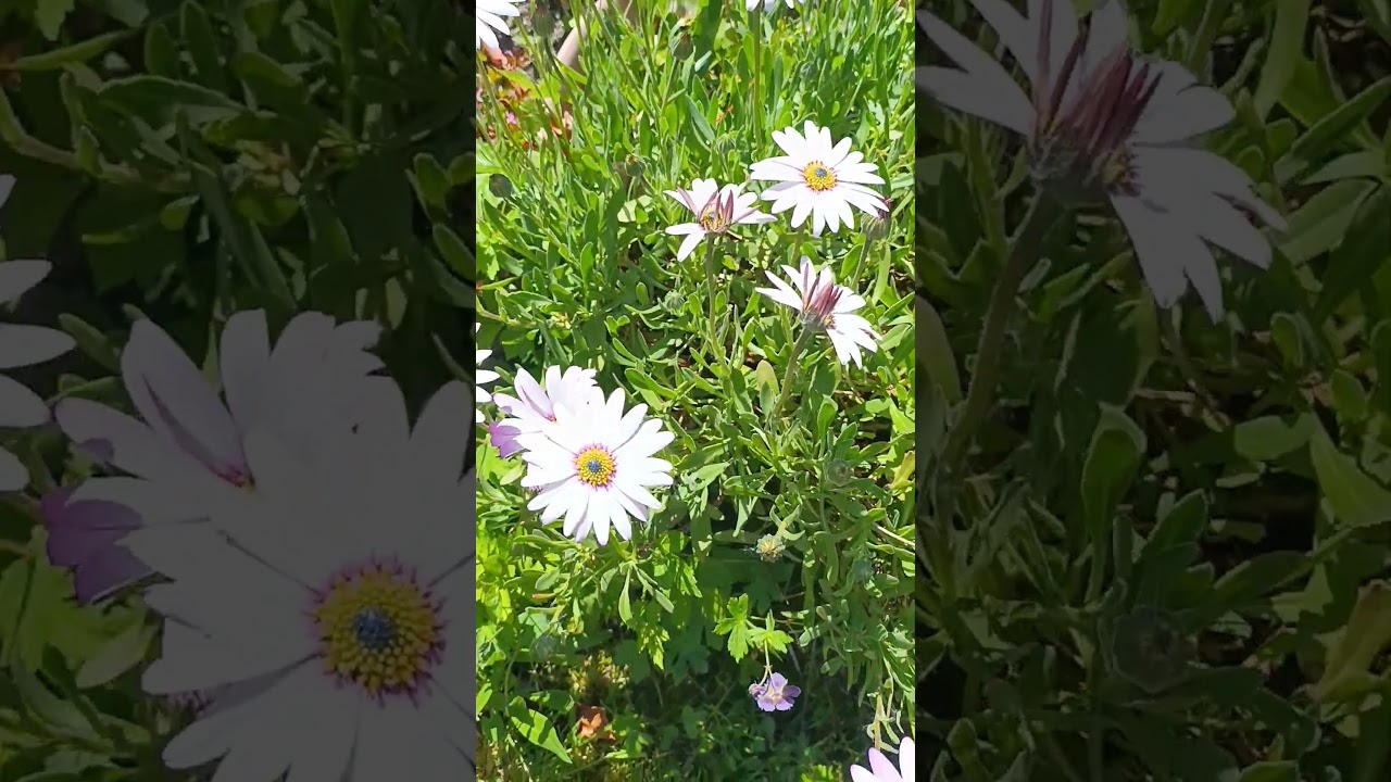 how does your garden grow (daisy) 