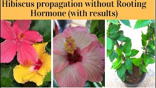 How to grow Hibiscus from cuttings(With updates)||Propagate hibiscus plant without rooting hormone