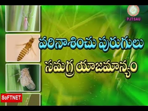 వ్యవసాయం మెళుకువలు ||  వరిలో  పురుగులు  &  తెగుళ్ళు సమగ్ర యాజమాన్యం  || Presented By Softnet Manatv