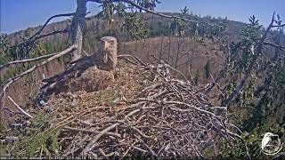 LDF Juras erglis Haliaeetus albicilla 2019 04 18 1446