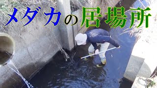 野生メダカの生息地 ガサガサ 水路にはザリガニ ヌマエビ 小型魚など様々な生き物が棲んでいました メダカ日記no 12 Youtube 野生メダカの生息地 ガサガサ 水路にはザリガニ ヌマエビ 小型魚など様々な生き物が棲んでいました メダカ日記no 12 Youtube