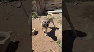 Üç Kişiyi Boğan Köpek Video Yakında