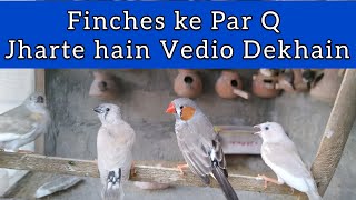 Finches Feather Plucking Problem and Solution ||
