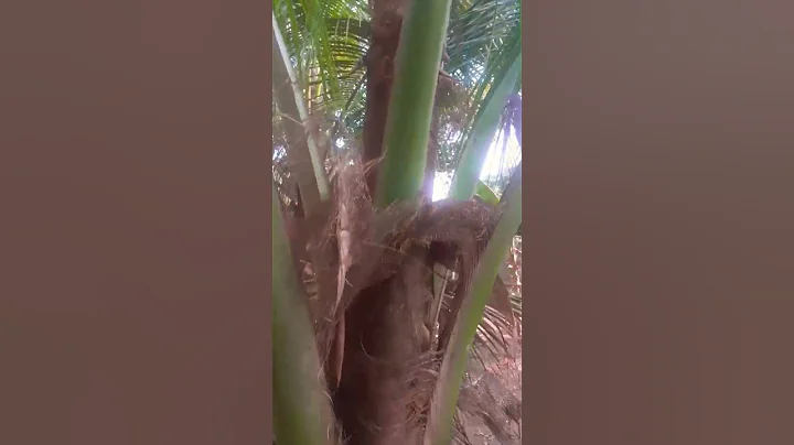 💥தென்னை இயற்கை விவசாயம்🔥🙏#ஸார்ட்ஸ் #டிரெண்டிங் #இயற்கை#வைரல்ஷார்ட்ஸ் #சுட்டி அதிரா