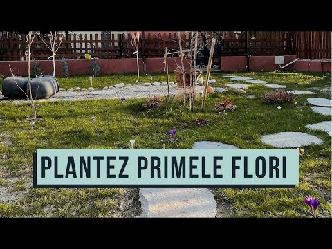 Video: Când și Cum Să Plantați Lalele? 24 De Fotografii La Ce Adâncime Ar Trebui Să Fie Plantați Bulbii Pe Teren Deschis? Date De Aterizare în Siberia. Care Este Cel Mai Bun Moment Pentru