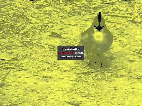 Loud Bird In PowerCityMidnight 