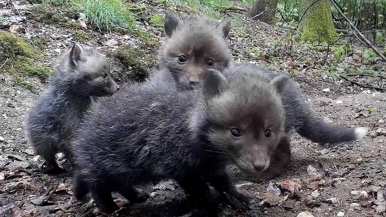 eifel rallye festival Red fox puppies (part 6). Beobachtungen am Fuchsbau. Eifel, Germany 8.5.2019